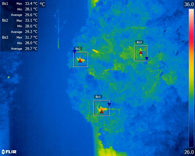 綠鬣蜥熱影像後處理分析